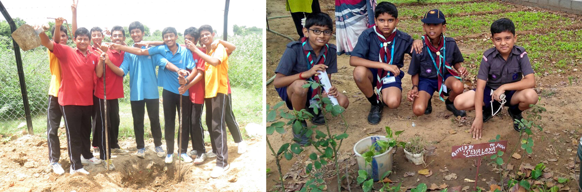 Tree-plantation-drives